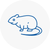 Rat Control Whaley Bridge