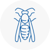 Whaley Bridge Wasp Nest Removal